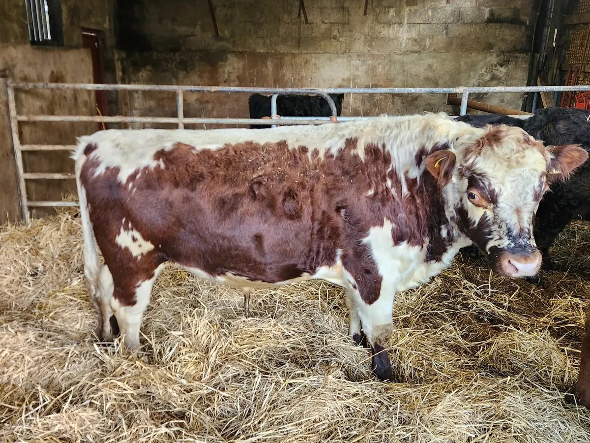 Irish Moiled Bull - Image 2