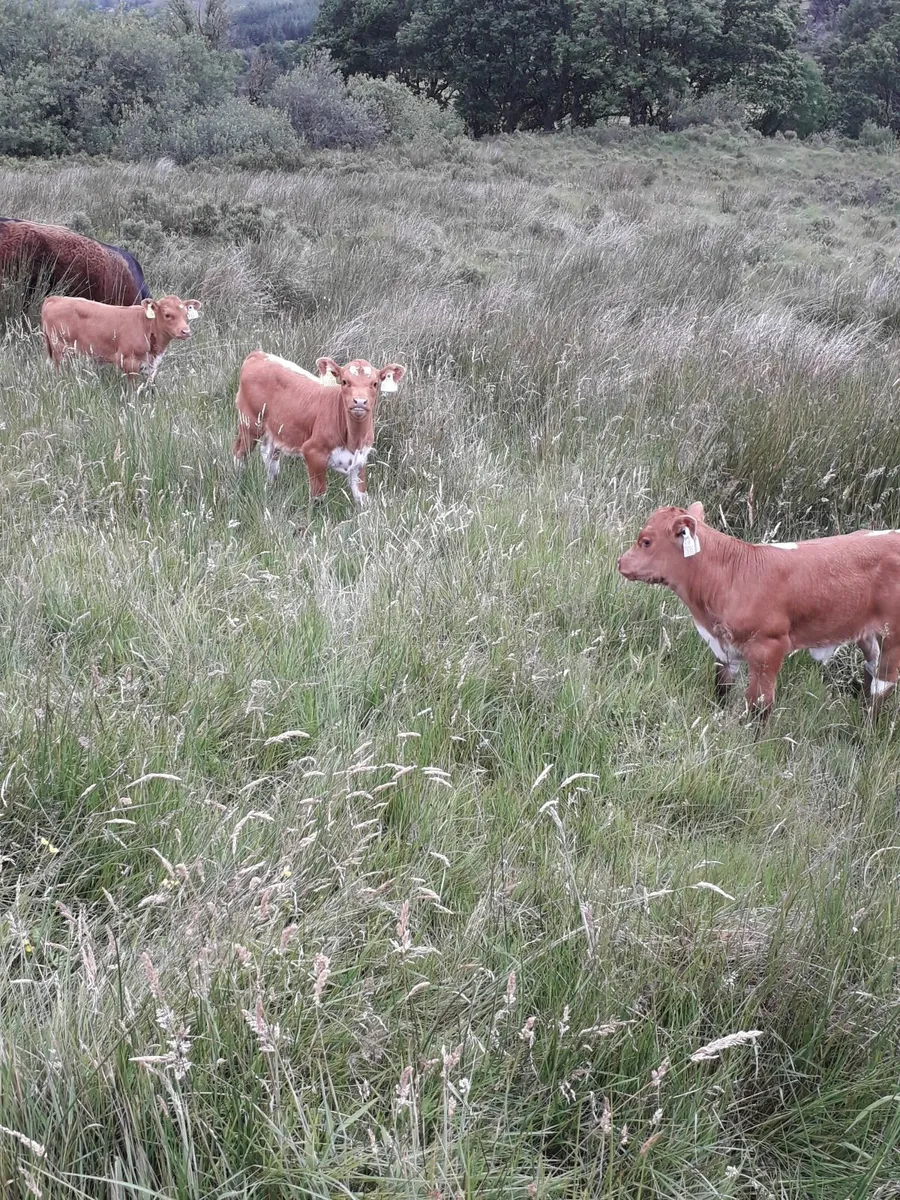 Irish Moiled Bull - Image 3