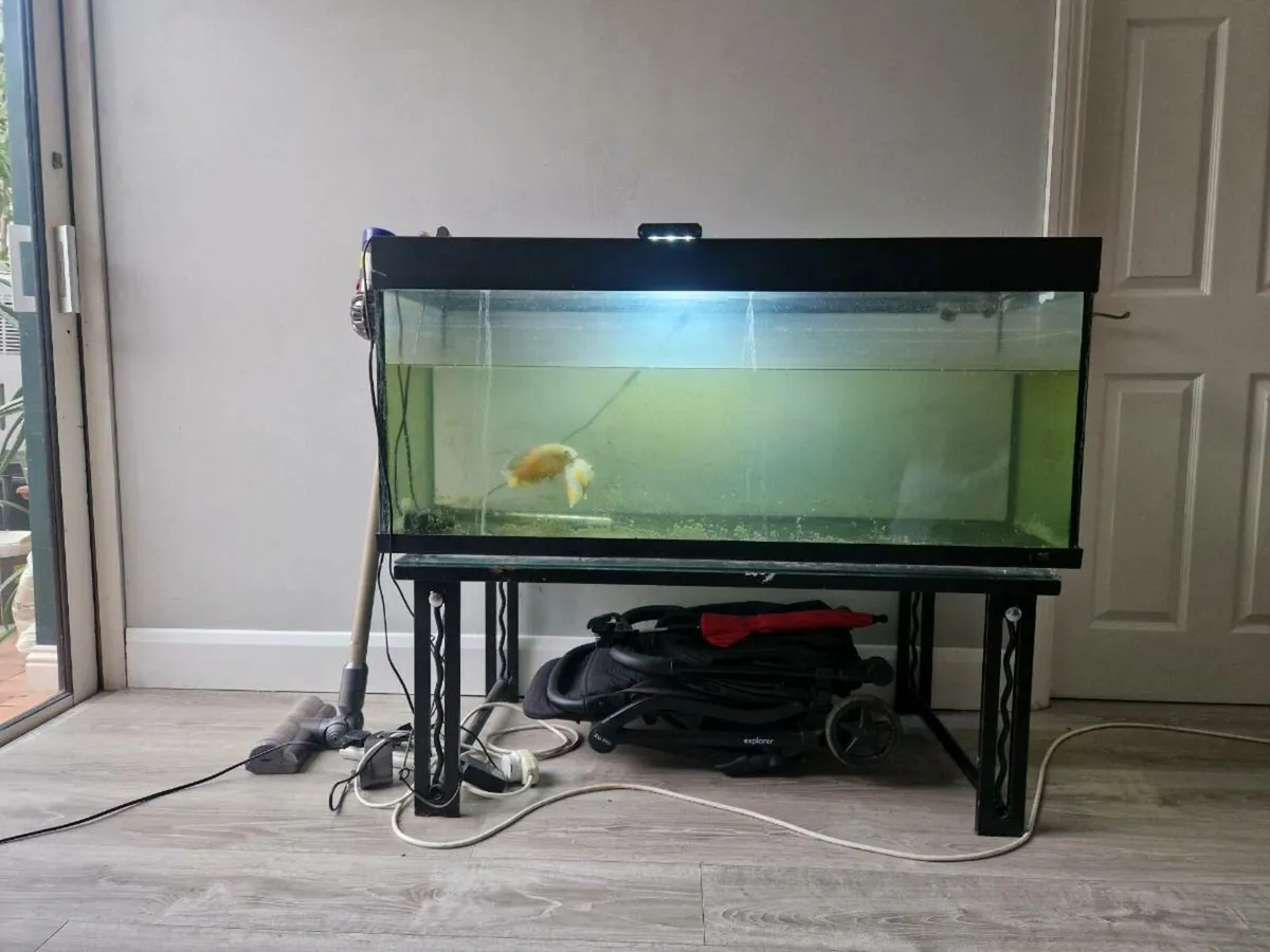 Large tank with 2 albino Oscars - Image 1