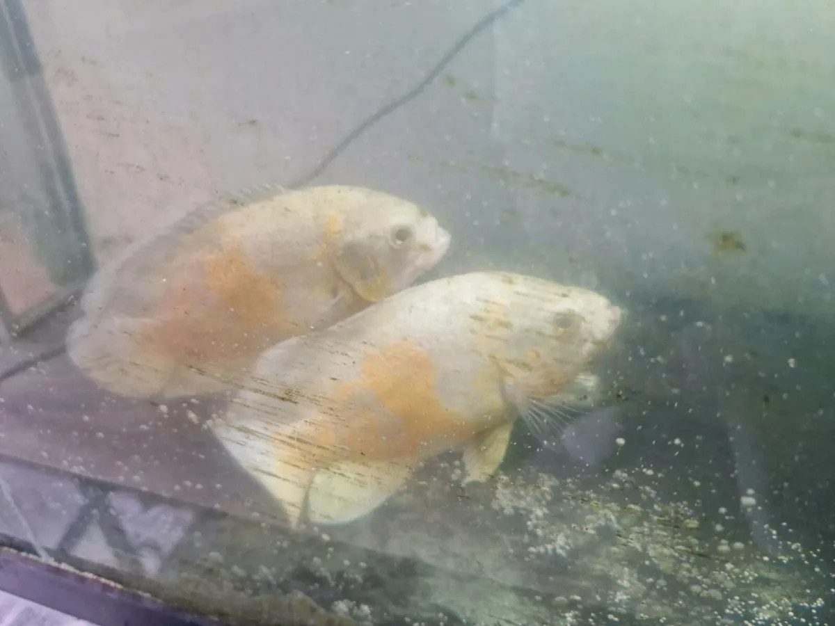 Large tank with 2 albino Oscars - Image 2