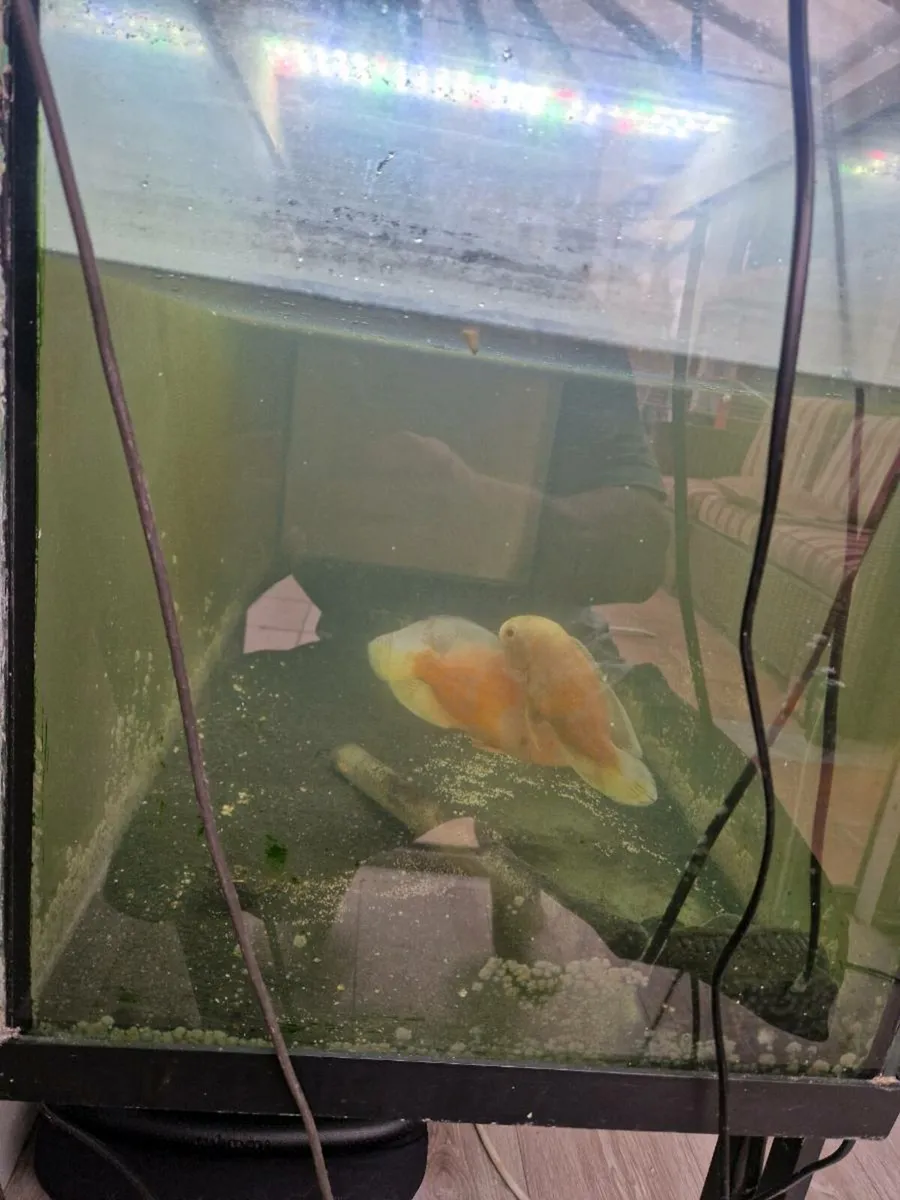 Large tank with 2 albino Oscars - Image 3