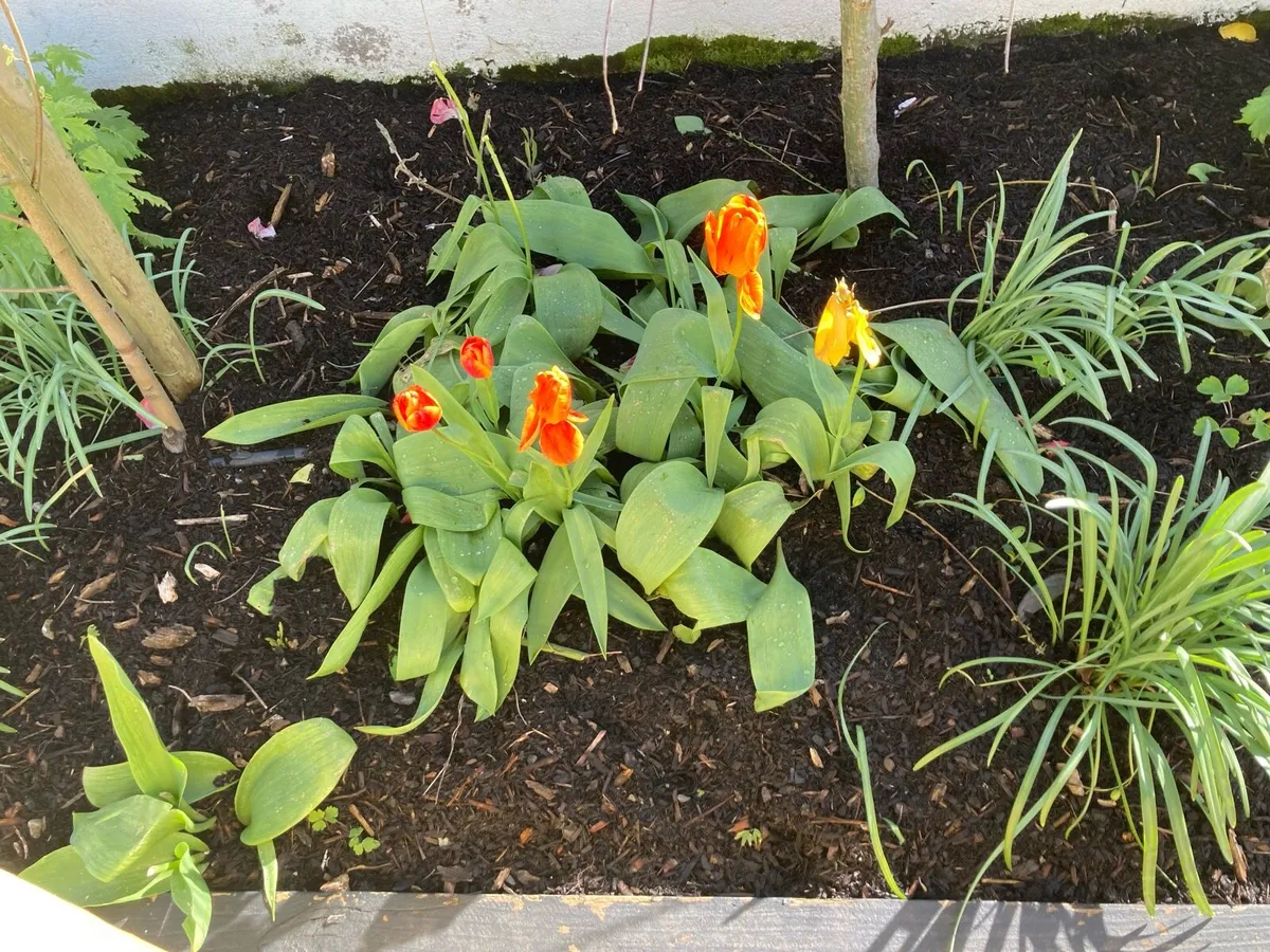 Bark mulch - Image 4