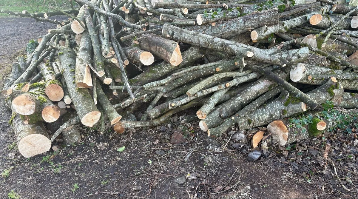 Firewood - Image 1