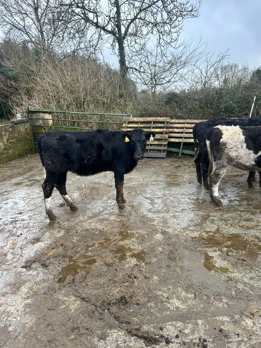 4x FR Heifers - Image 2