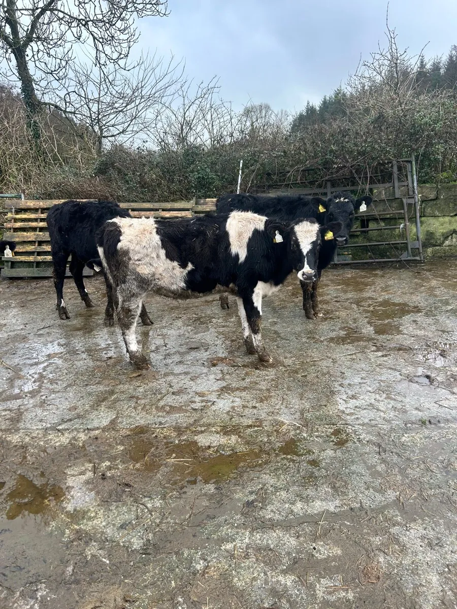 4x FR Heifers - Image 1