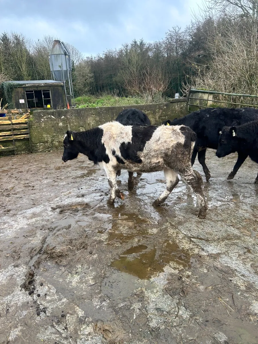 4x FR Heifers - Image 3