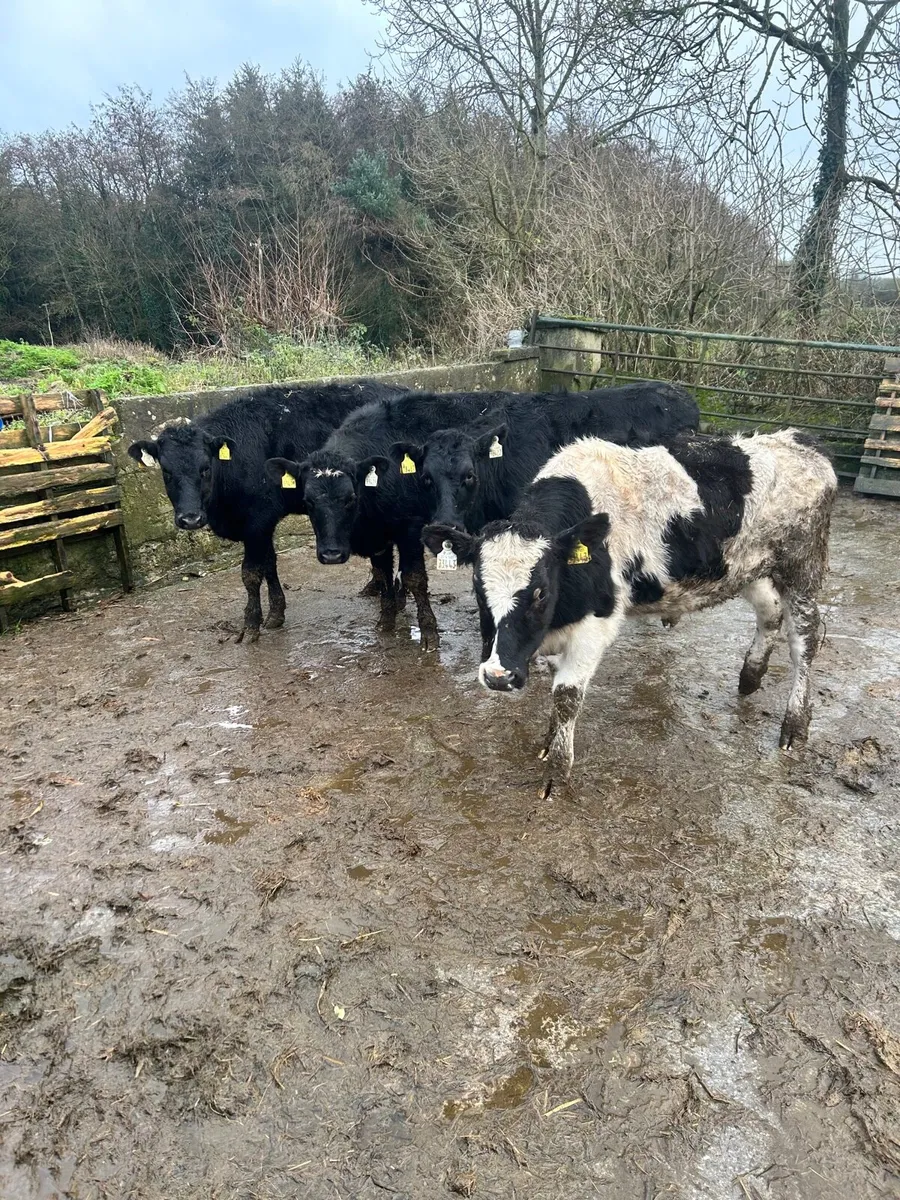 4x FR Heifers - Image 4