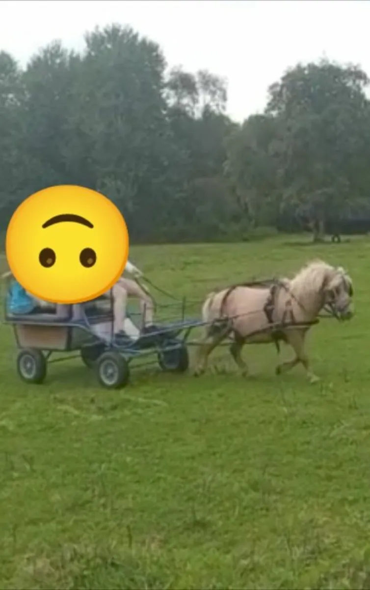 2 shetland ponys - Image 1