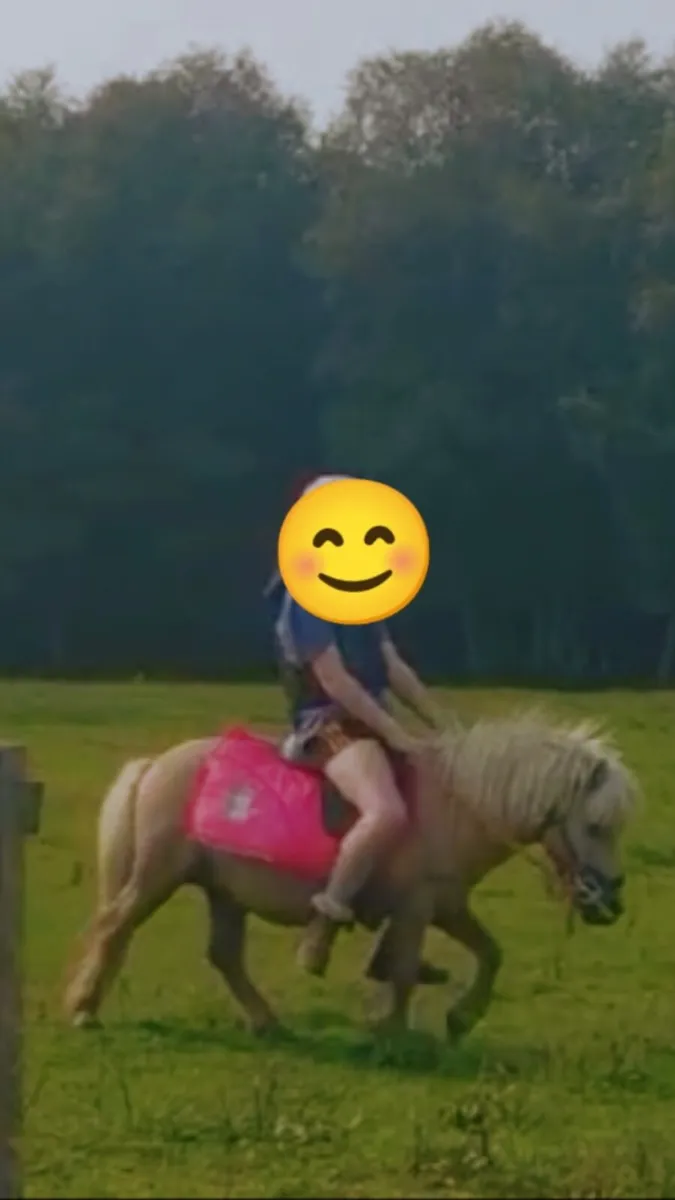 2 shetland ponys - Image 2
