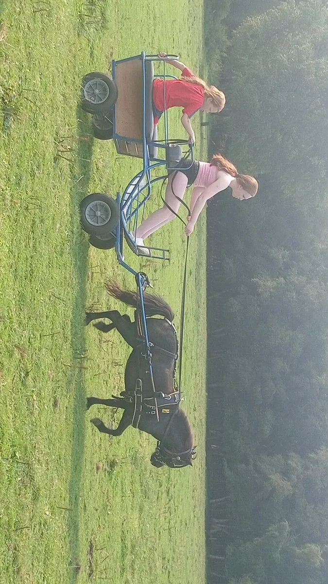 2 shetland ponys - Image 3