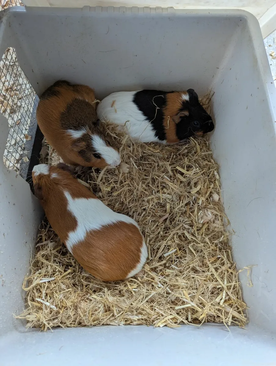 Guinea pigs, fish and cages - Image 2
