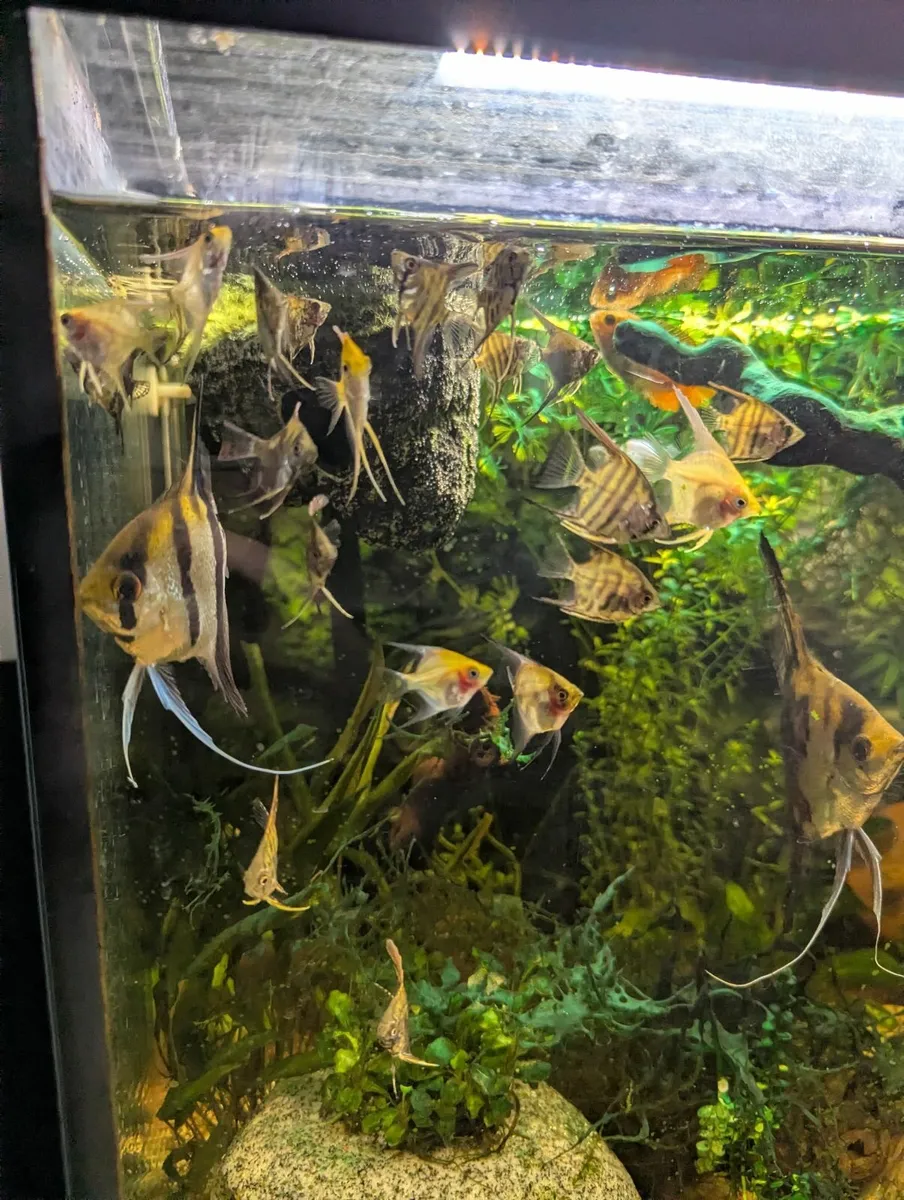 Guinea pigs, fish and cages - Image 3