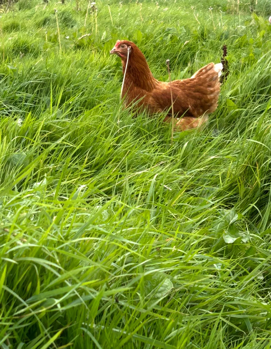 20week old pullets perfect Christmas present - Image 2