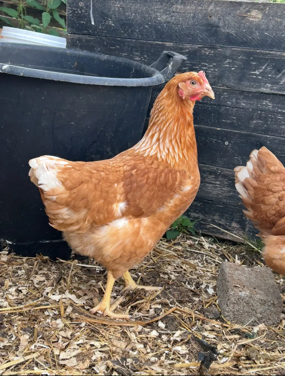 20week old pullets perfect Christmas present - Image 3