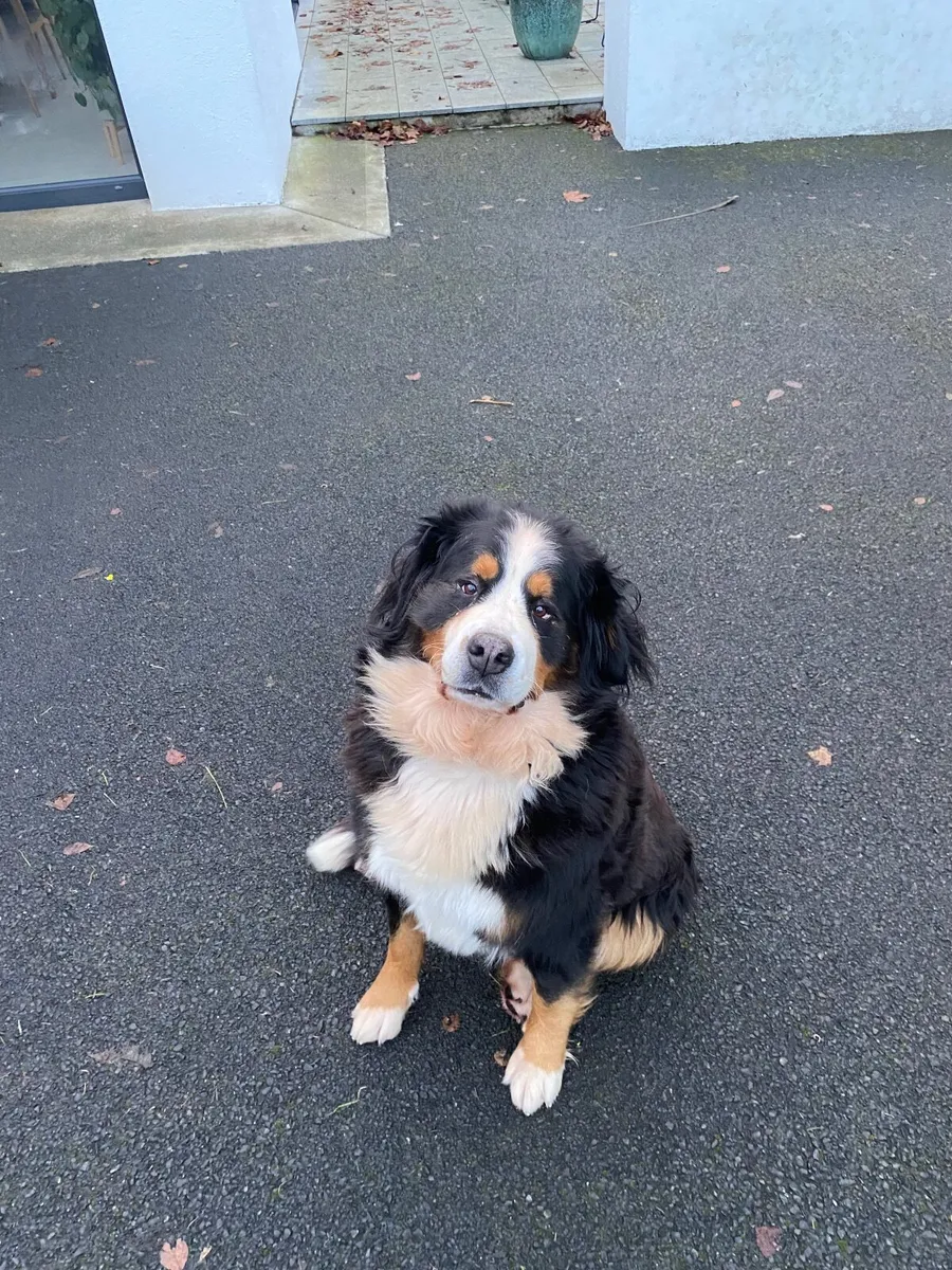 Spray shop parts - Image 4