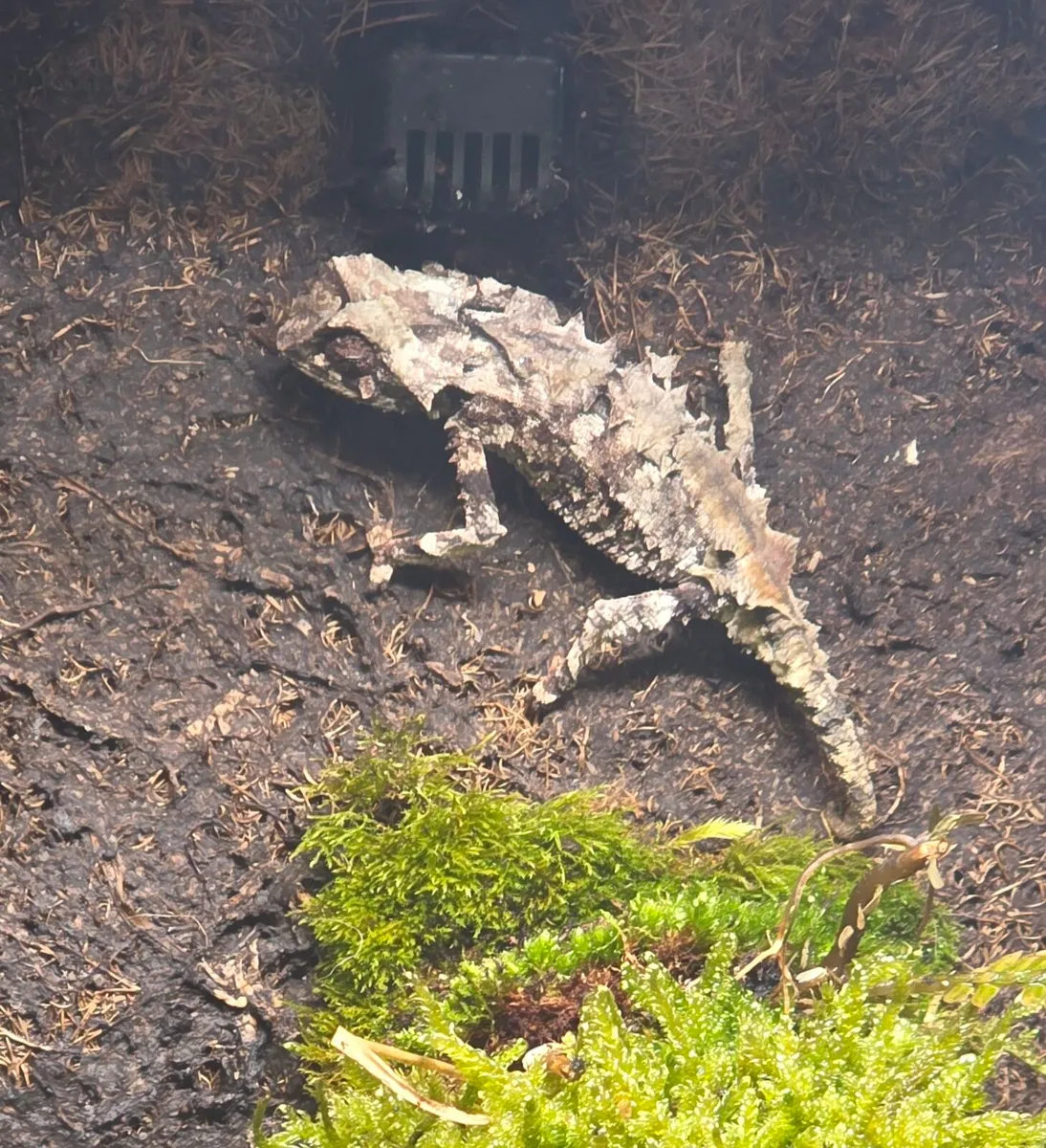 Pygmy chameleon - Image 1