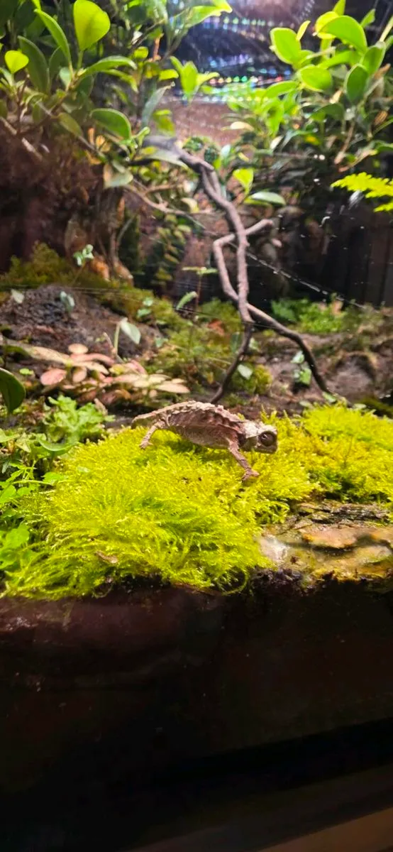 Pygmy chameleon - Image 2