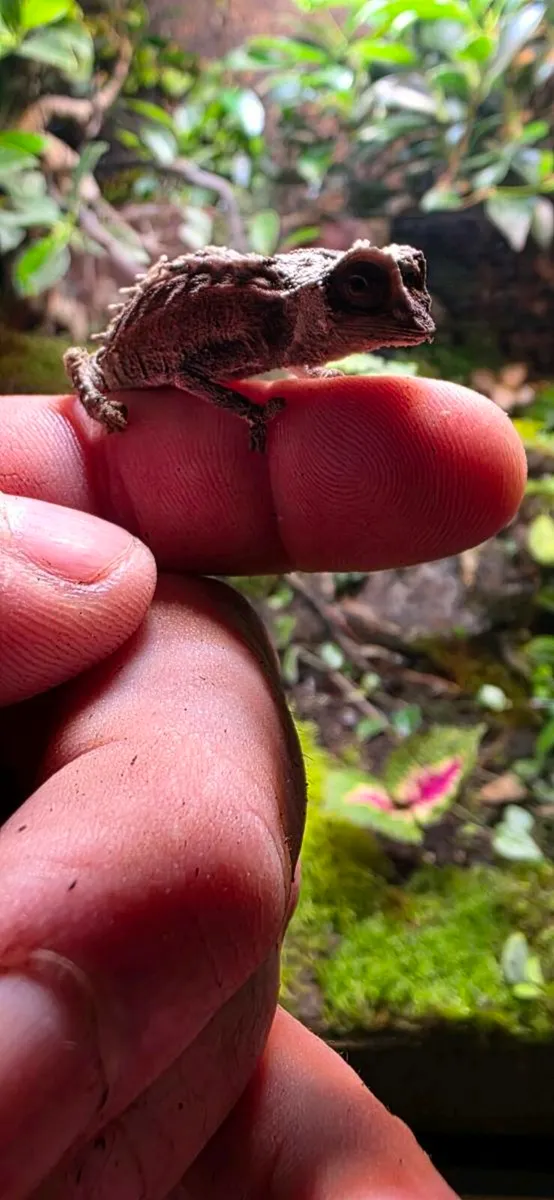 Pygmy chameleon - Image 3