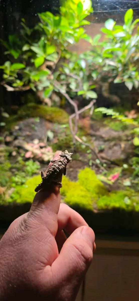 Pygmy chameleon - Image 4