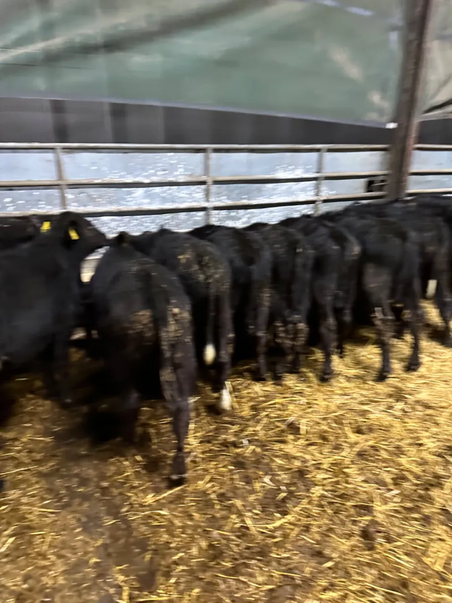 Angus bulls - Image 1