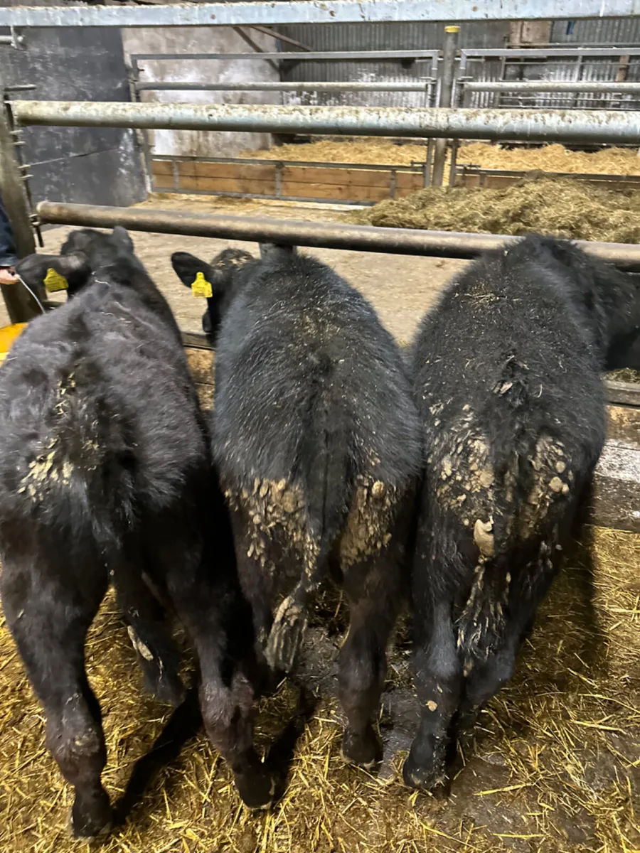 Angus bulls - Image 2