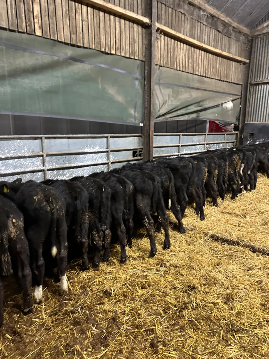 Angus bulls - Image 3