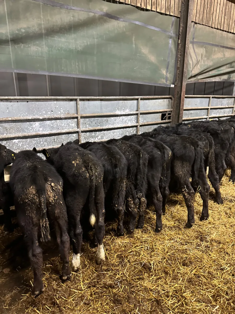 Angus bulls - Image 4