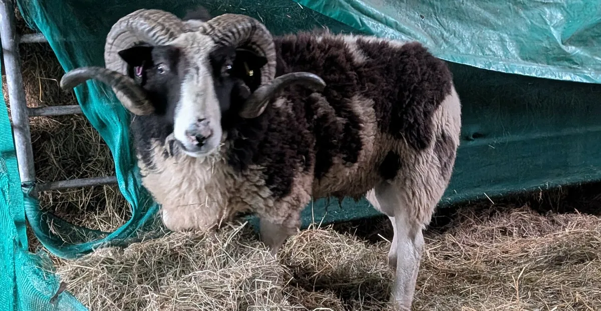 Pedigree Jacob ram - Image 1