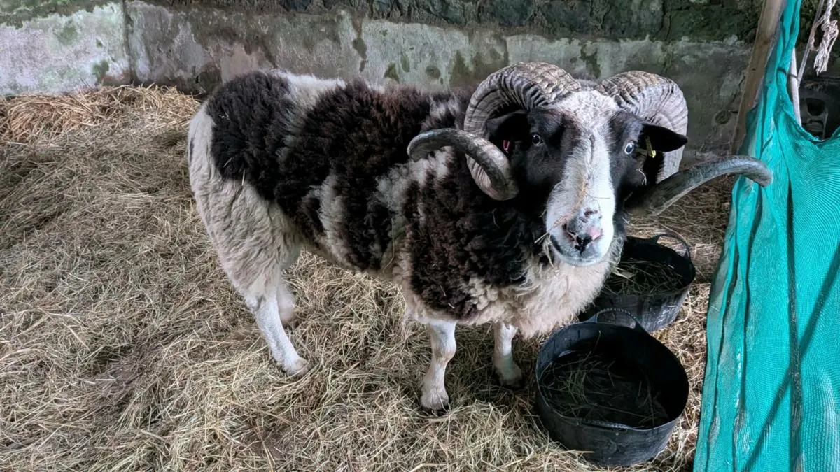 Pedigree Jacob ram - Image 2