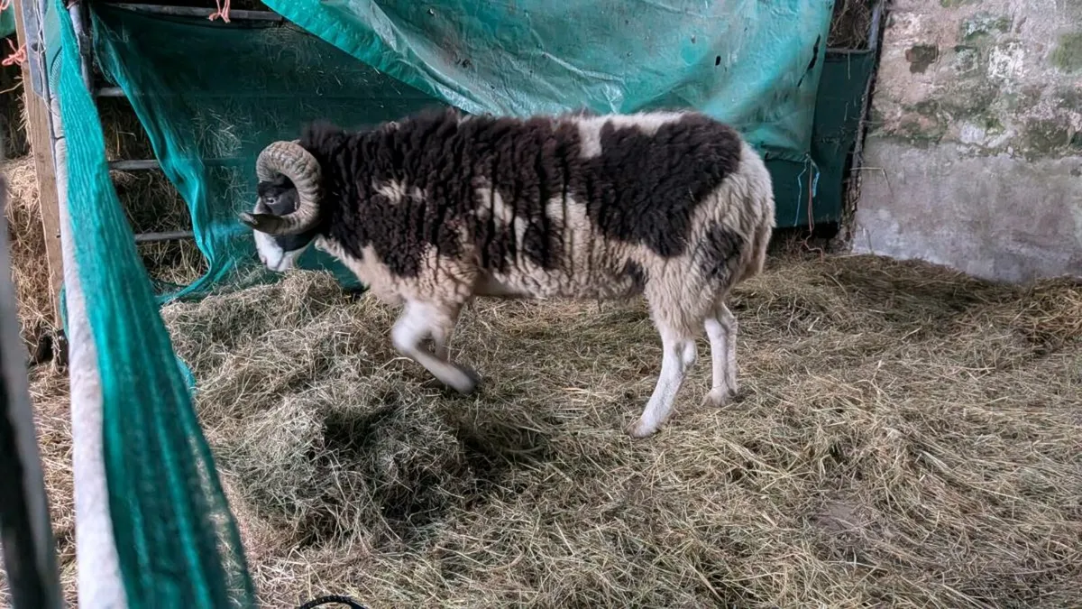 Pedigree Jacob ram - Image 3