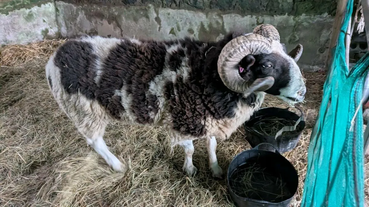 Pedigree Jacob ram - Image 4