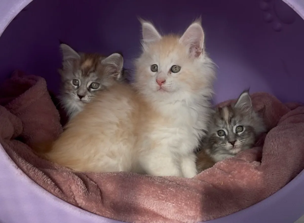 Maine coon kittens - Image 1