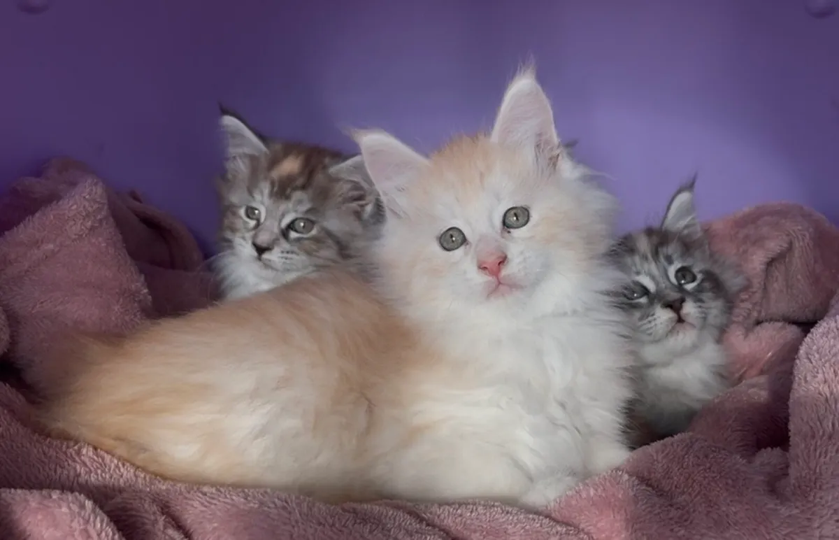 Maine coon kittens - Image 2