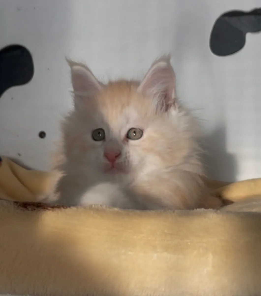 Maine coon kittens - Image 3
