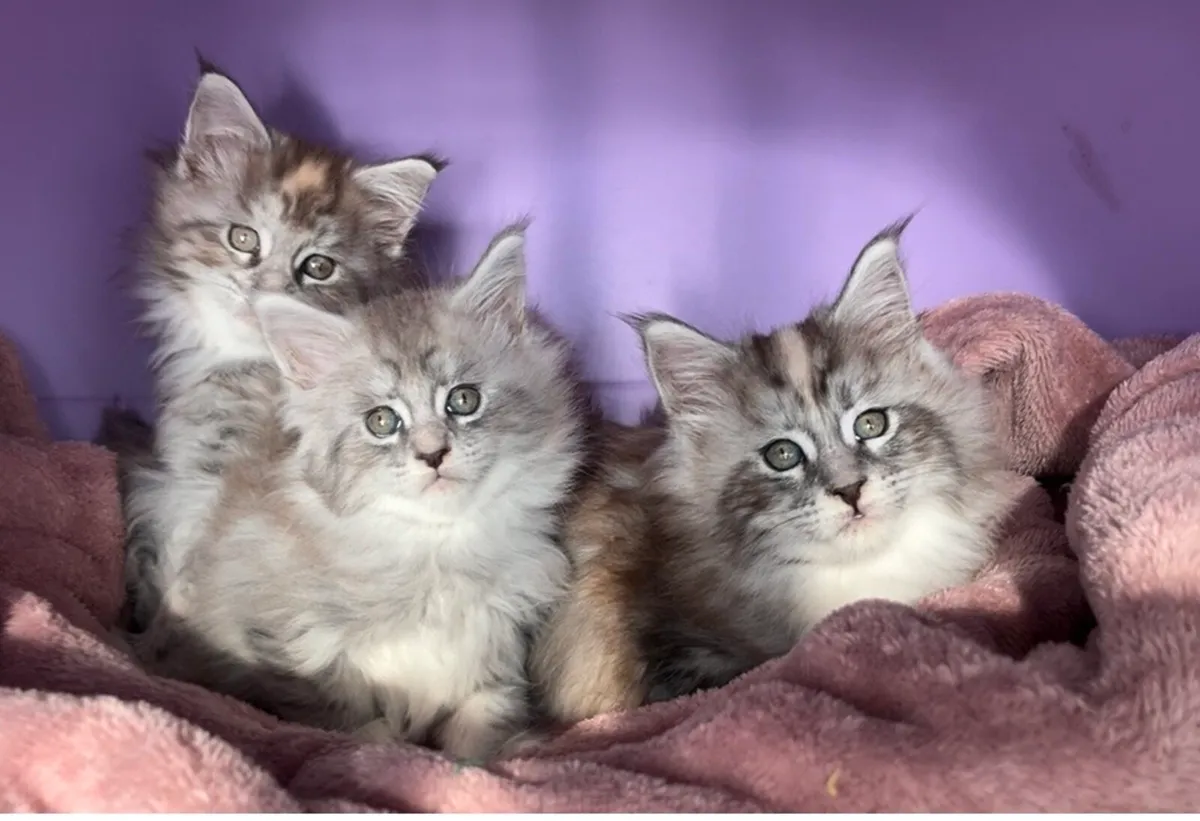 Maine coon kittens - Image 4