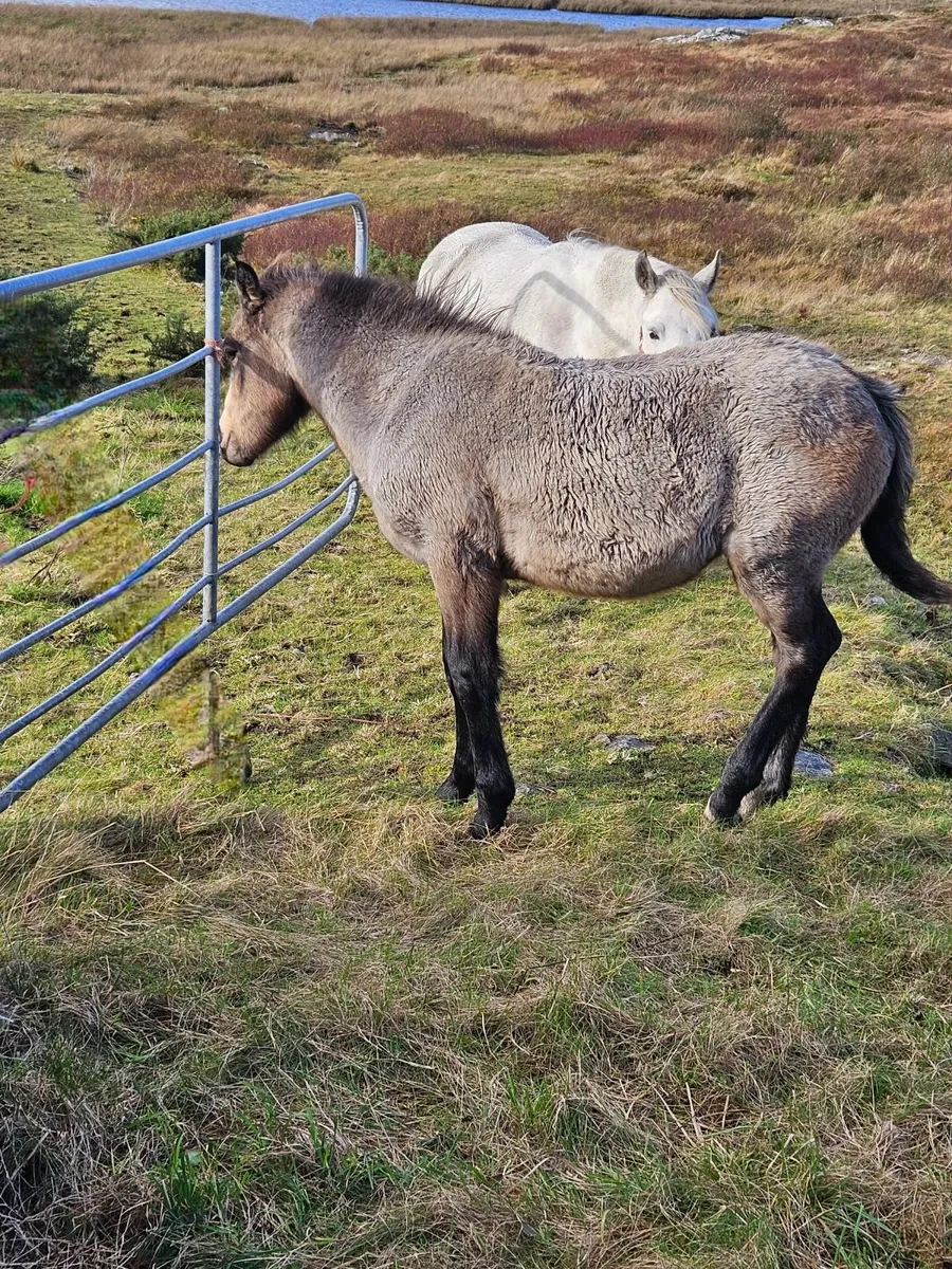 Connemara colt foal - Image 2