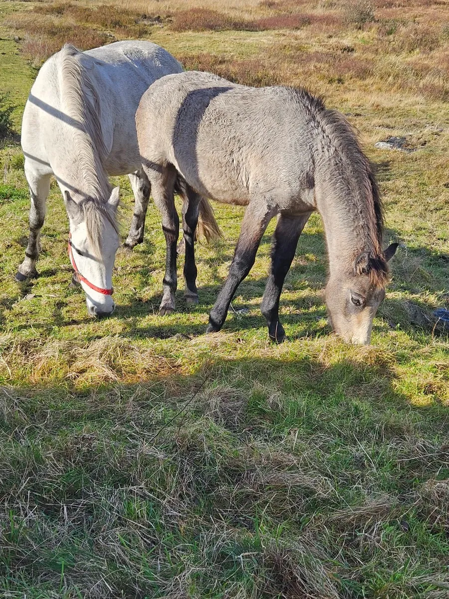 Connemara colt foal - Image 3