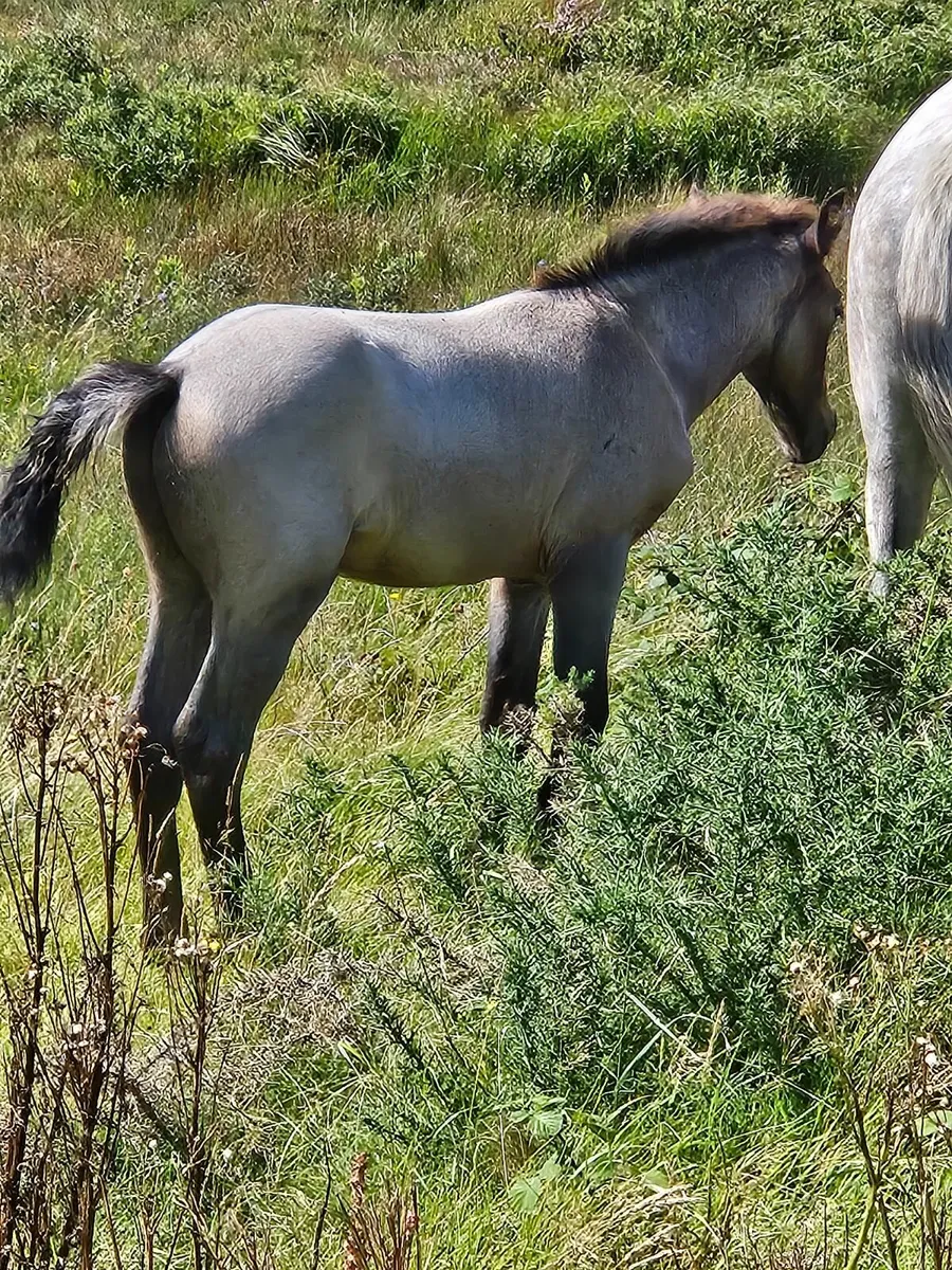 Connemara colt foal - Image 4
