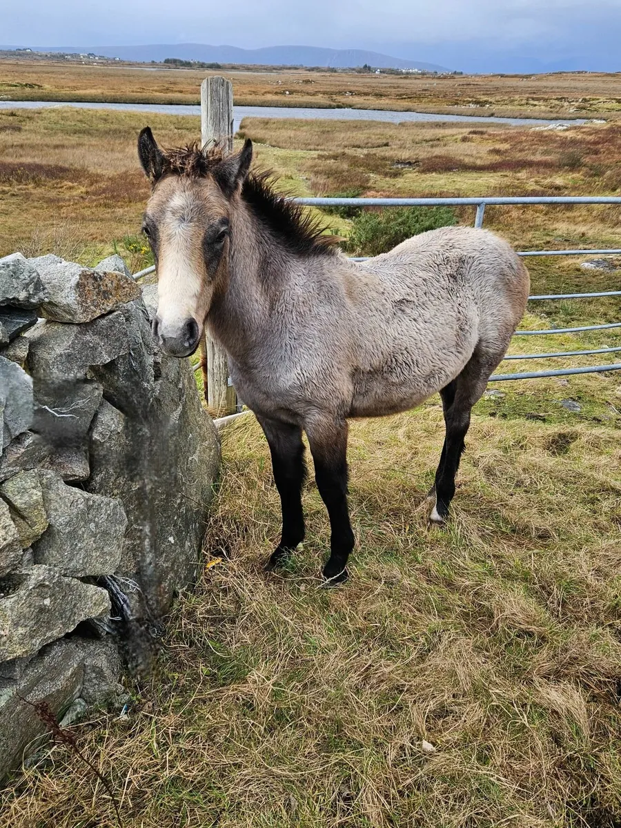 Connemara colt foal - Image 1