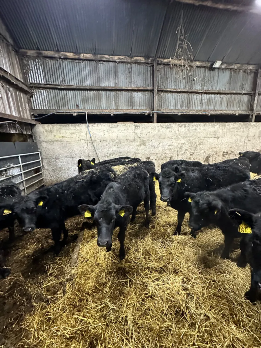 Angus heifers - Image 3