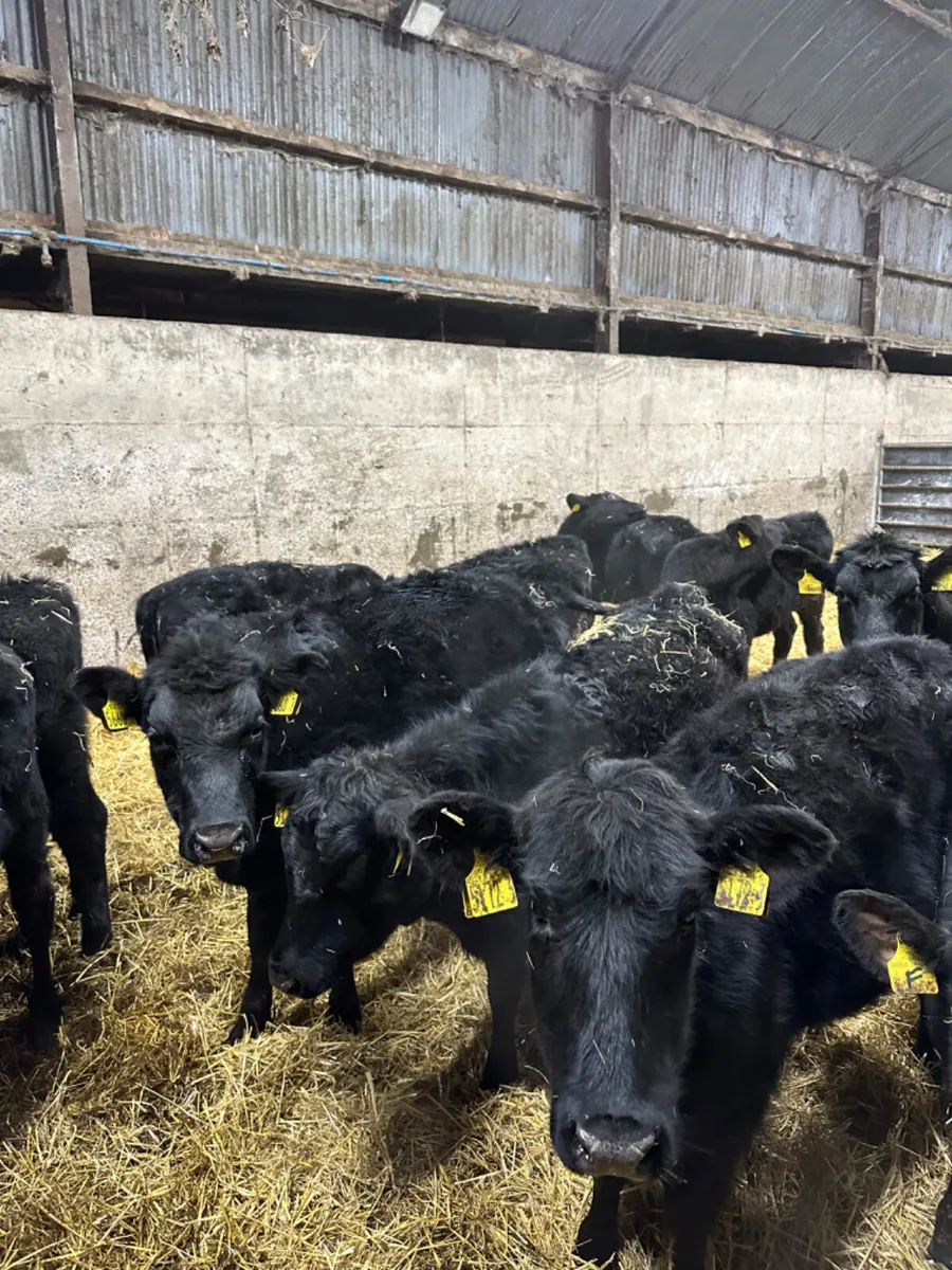 Angus heifers - Image 4