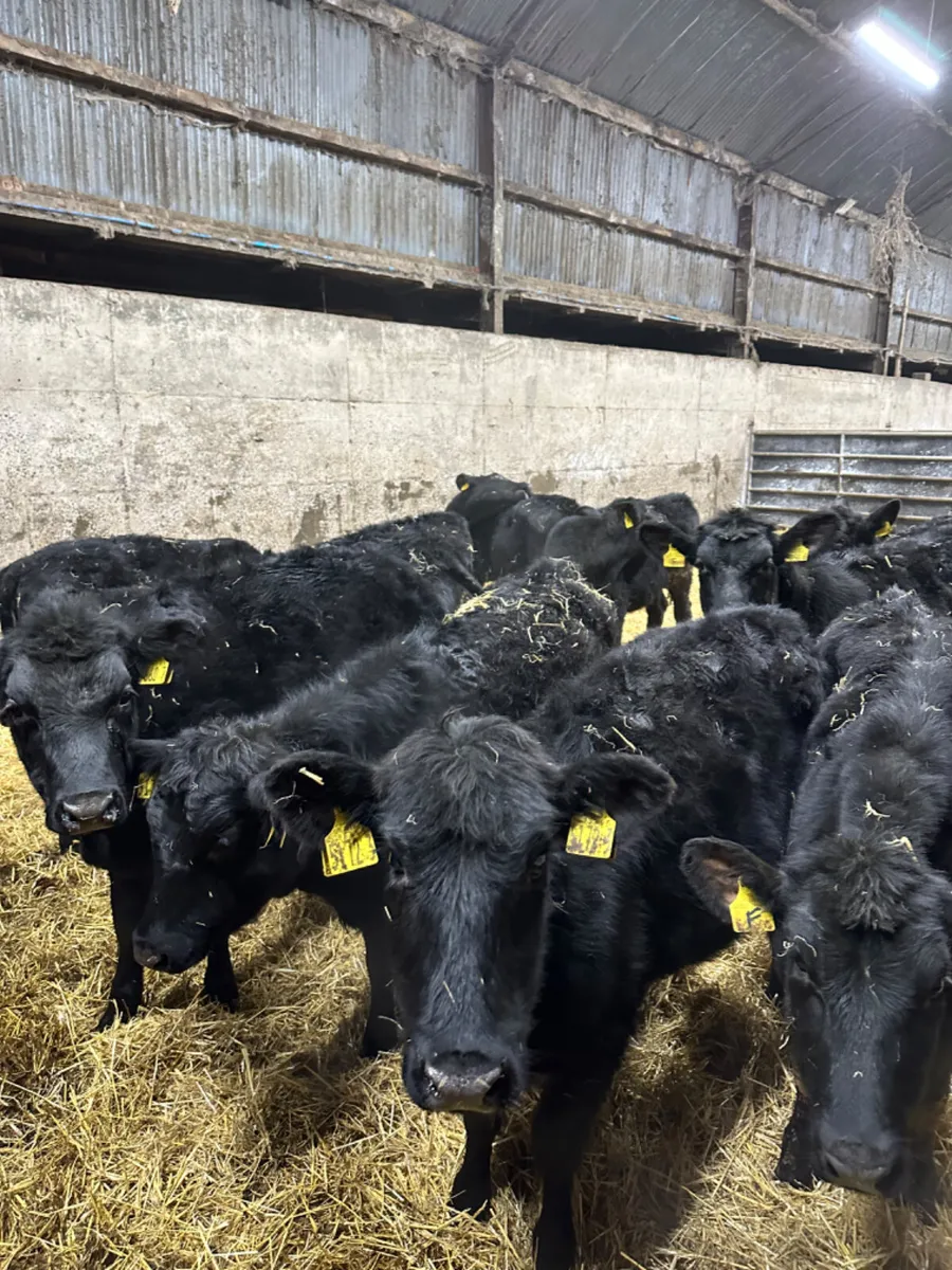 Angus heifers - Image 1