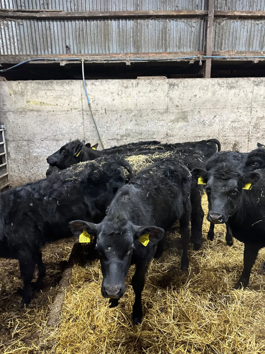 Angus heifers - Image 2