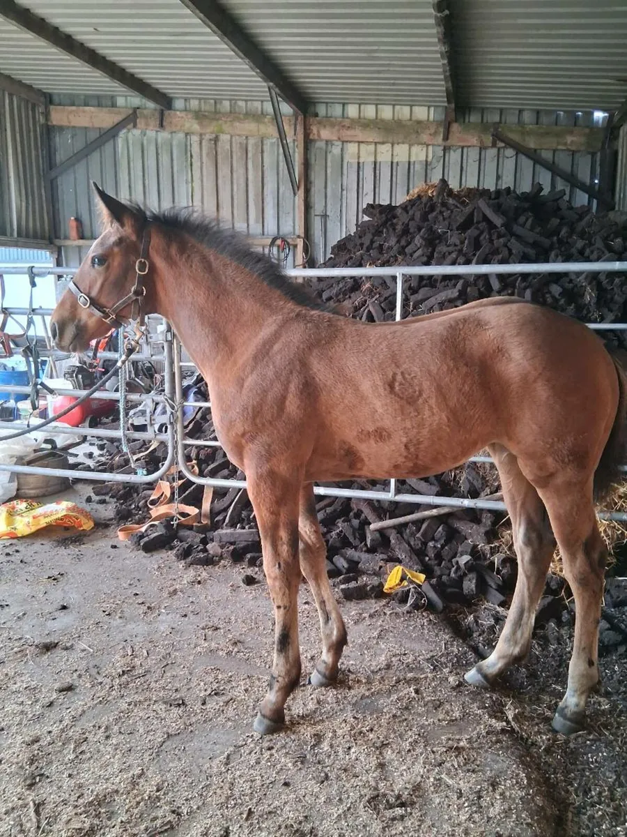 SHOW FOAL - Image 1