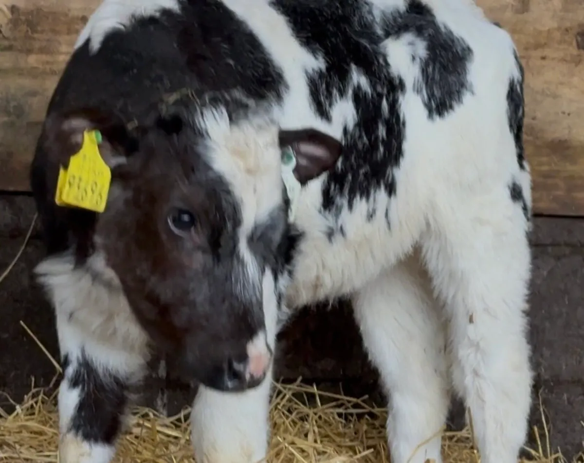 3 Serious AI’d BB heifer calves - Image 1