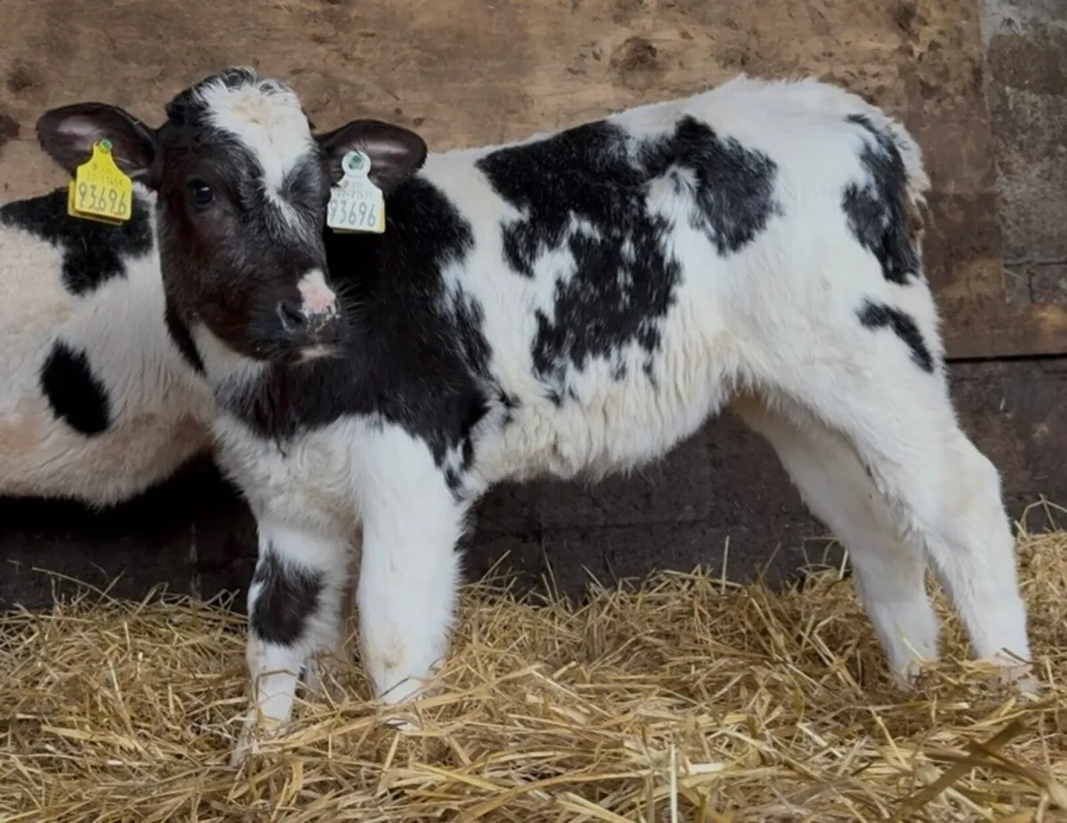 3 Serious AI’d BB heifer calves - Image 2