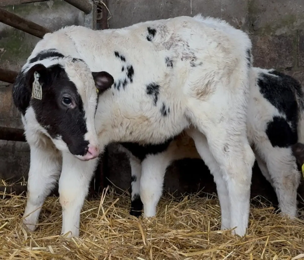 3 Serious AI’d BB heifer calves - Image 3