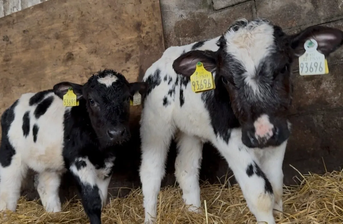 3 Serious AI’d BB heifer calves - Image 4