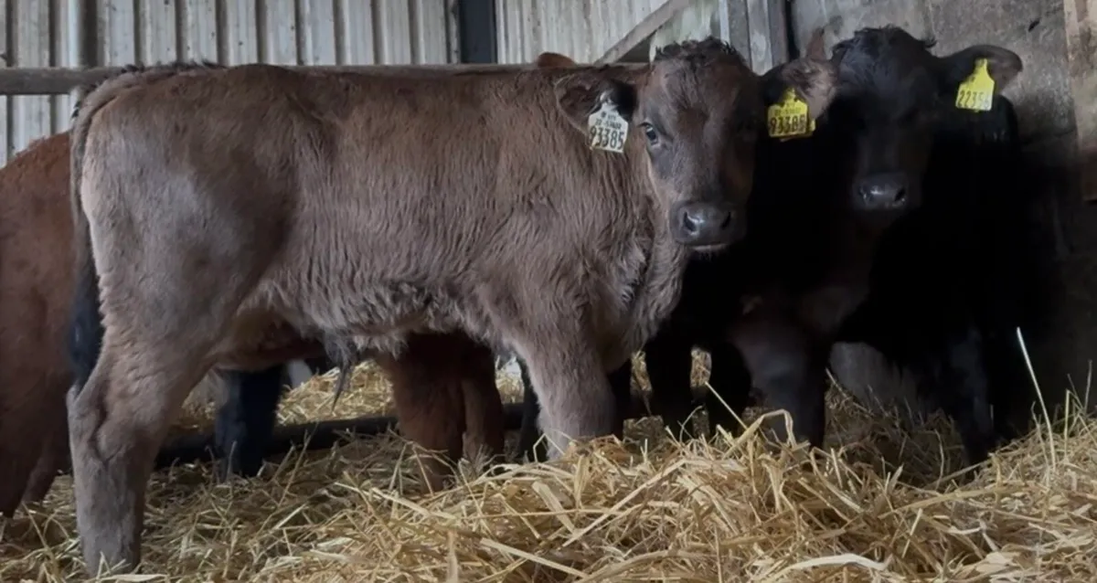 Super Selection of Autumn bull calves - Image 4