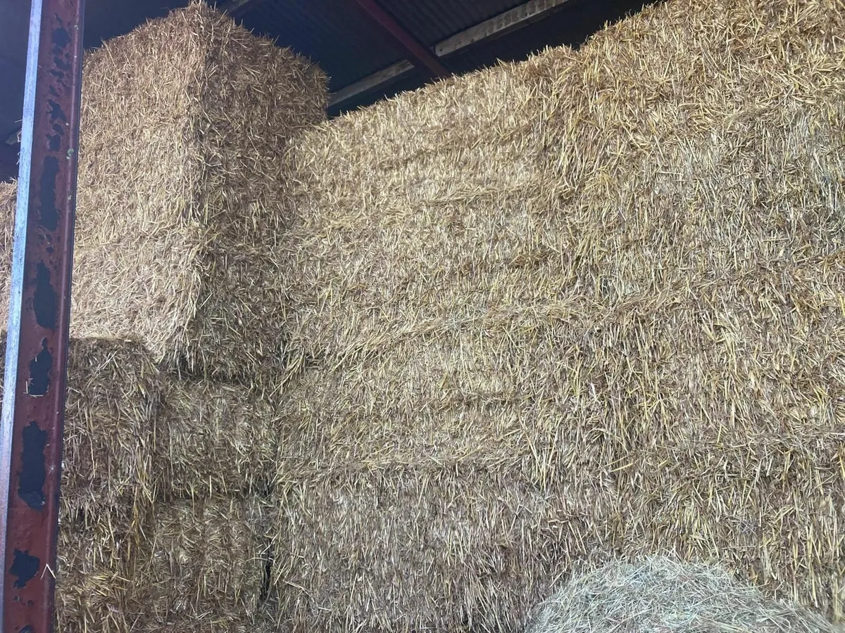 Golden Oaten straw - Image 1